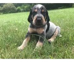 5 male bluetick coonhound puppies for sale