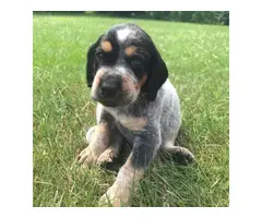 5 male bluetick coonhound puppies for sale - 2