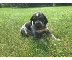 5 male bluetick coonhound puppies for sale - 3