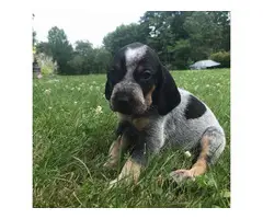 5 male bluetick coonhound puppies for sale - 4
