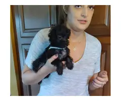 Black little Yorkiepoo puppies ready for a loving home - 2