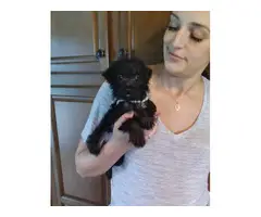 Black little Yorkiepoo puppies ready for a loving home - 3