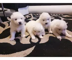 Beautiful Samoyed Polar Pups