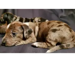 6 full blooded daschund puppies for sale - 3
