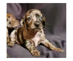 6 full blooded daschund puppies for sale - 4