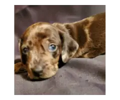 6 full blooded daschund puppies for sale - 5