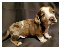 6 full blooded daschund puppies for sale - 6