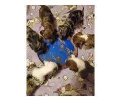 6 full blooded daschund puppies for sale - 8