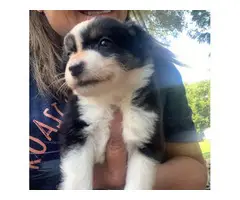 Three girl and two boy Aussie puppies available