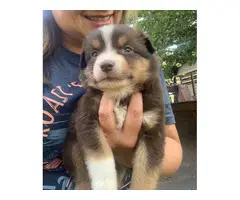 Three girl and two boy Aussie puppies available - 2