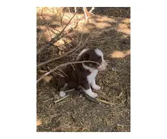 Three girl and two boy Aussie puppies available - 4