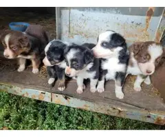 Three girl and two boy Aussie puppies available - 5