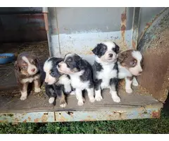 Three girl and two boy Aussie puppies available - 6