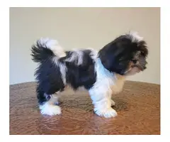 Shih tzu puppies 10 weeks old - 3