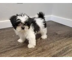 Shih tzu puppies 10 weeks old - 4