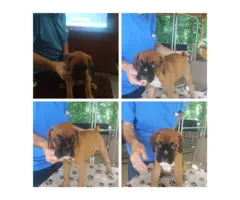 Akc Boxer puppies for sale - 1