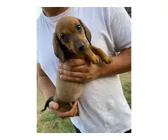 Mini dachshund puppies - 1