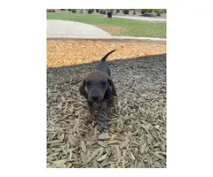 Mini dachshund puppies - 2