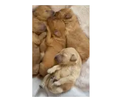 8 Stunning Australian Goldendoodle Puppies - 1