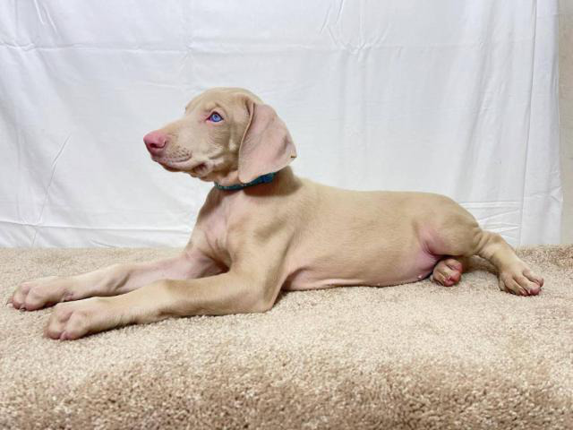 Full AKC white Doberman Pinscher puppies for sale in
