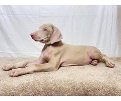 Full AKC white Doberman Pinscher puppies for sale