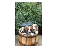 Basset hounds for sale - 2