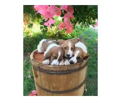 Basset hounds for sale - 3