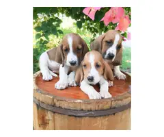 Basset hounds for sale - 4