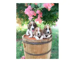 Basset hounds for sale - 5