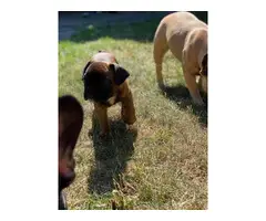 Red Fawn French bulldog puppies for sale - 2