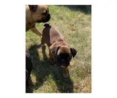 Red Fawn French bulldog puppies for sale - 3