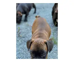 Red Fawn French bulldog puppies for sale - 6