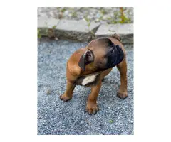 Red Fawn French bulldog puppies for sale - 7
