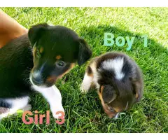 Gorgeous Sheltie puppies looking for a forever home - 4