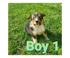 Gorgeous Sheltie puppies looking for a forever home - 8