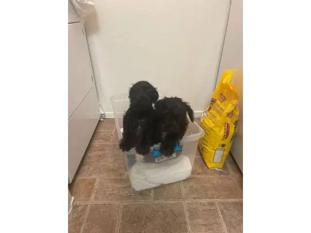 Two 12 weeks old female miniature schnauzer puppies in Albuquerque ...