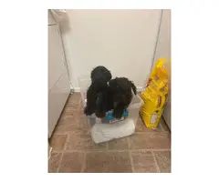 Two 12 weeks old female miniature schnauzer puppies