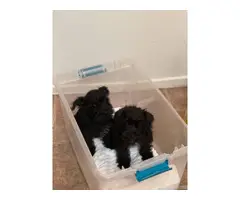 Two 12 weeks old female miniature schnauzer puppies - 3