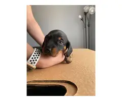 One last miniature dachshund puppy available for adoption - 4