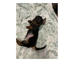 One last miniature dachshund puppy available for adoption - 6