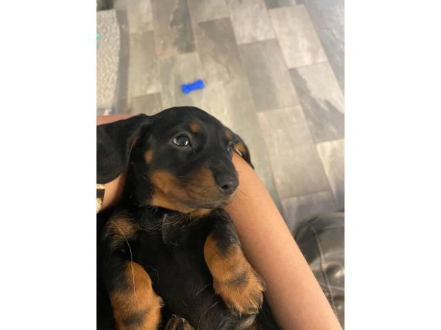 One last miniature dachshund puppy available for adoption
