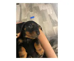 One last miniature dachshund puppy available for adoption - 7