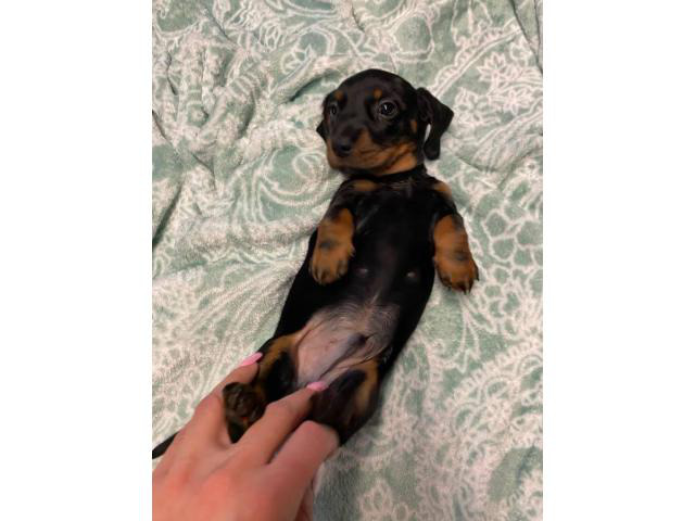 One last miniature dachshund puppy available for adoption