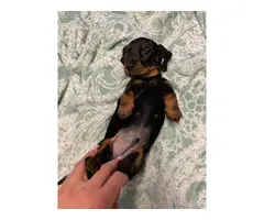 One last miniature dachshund puppy available for adoption - 8