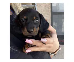 One last miniature dachshund puppy available for adoption - 9