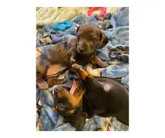 One last miniature dachshund puppy available for adoption - 10