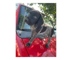 6 german shorthair puppies looking for their forever homes
