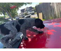 6 german shorthair puppies looking for their forever homes - 3