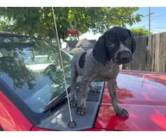 6 german shorthair puppies looking for their forever homes - 4