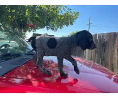 6 german shorthair puppies looking for their forever homes - 5